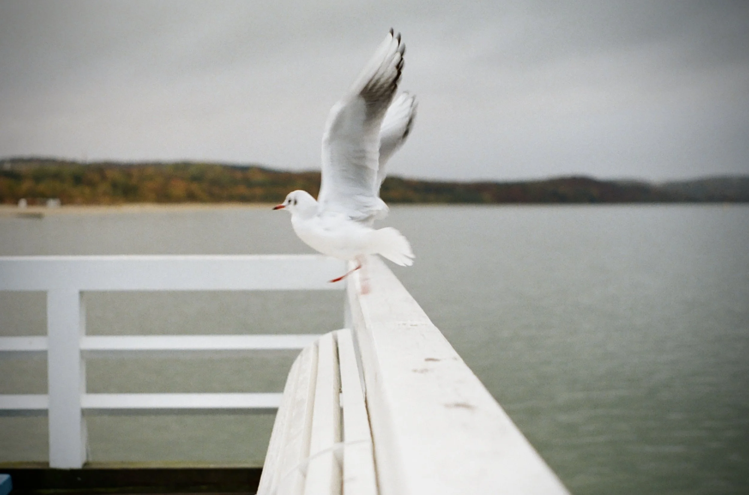 Photograph by Chaa Ustaoglu (80)