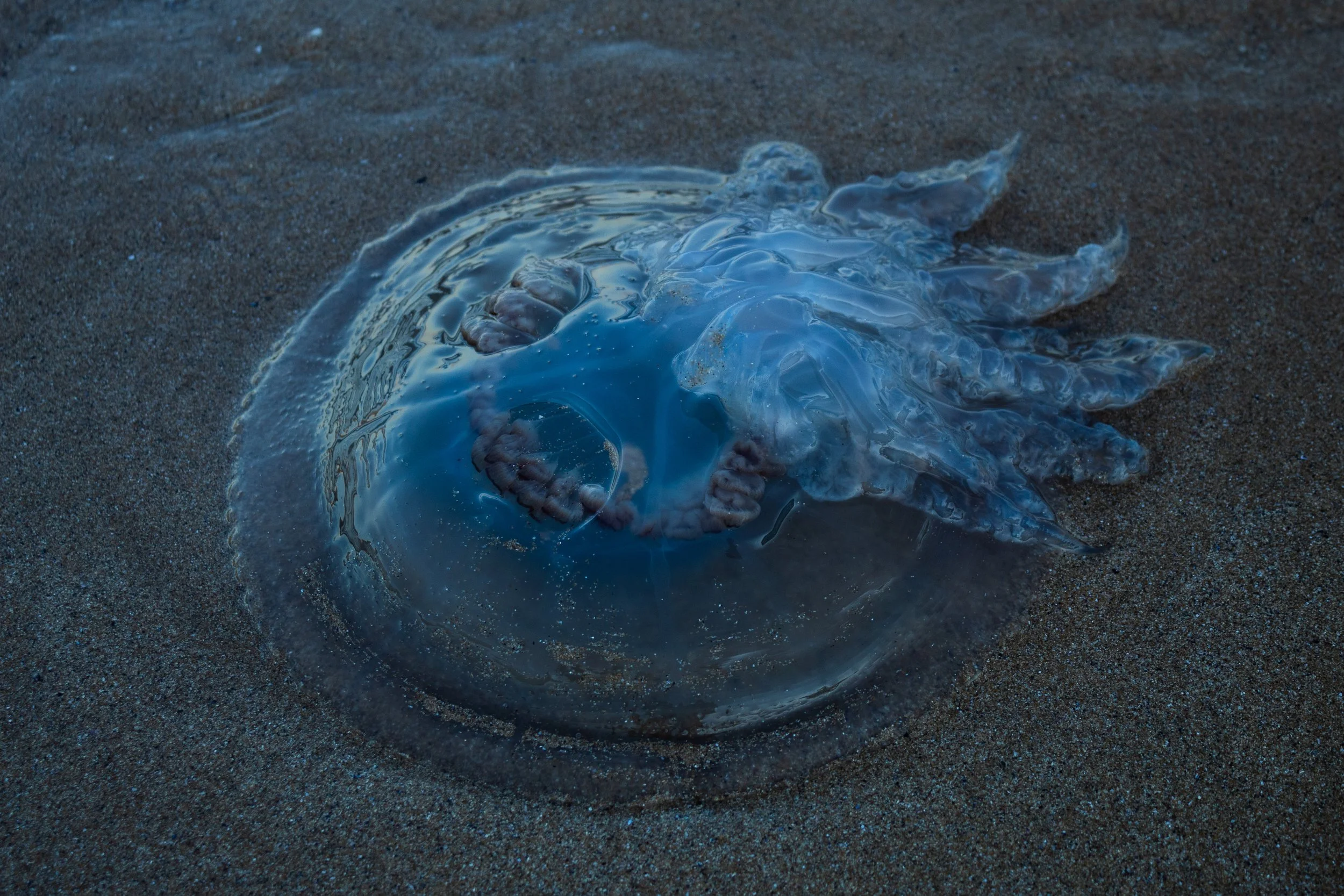 Photograph by Chaa Ustaoglu (86)
