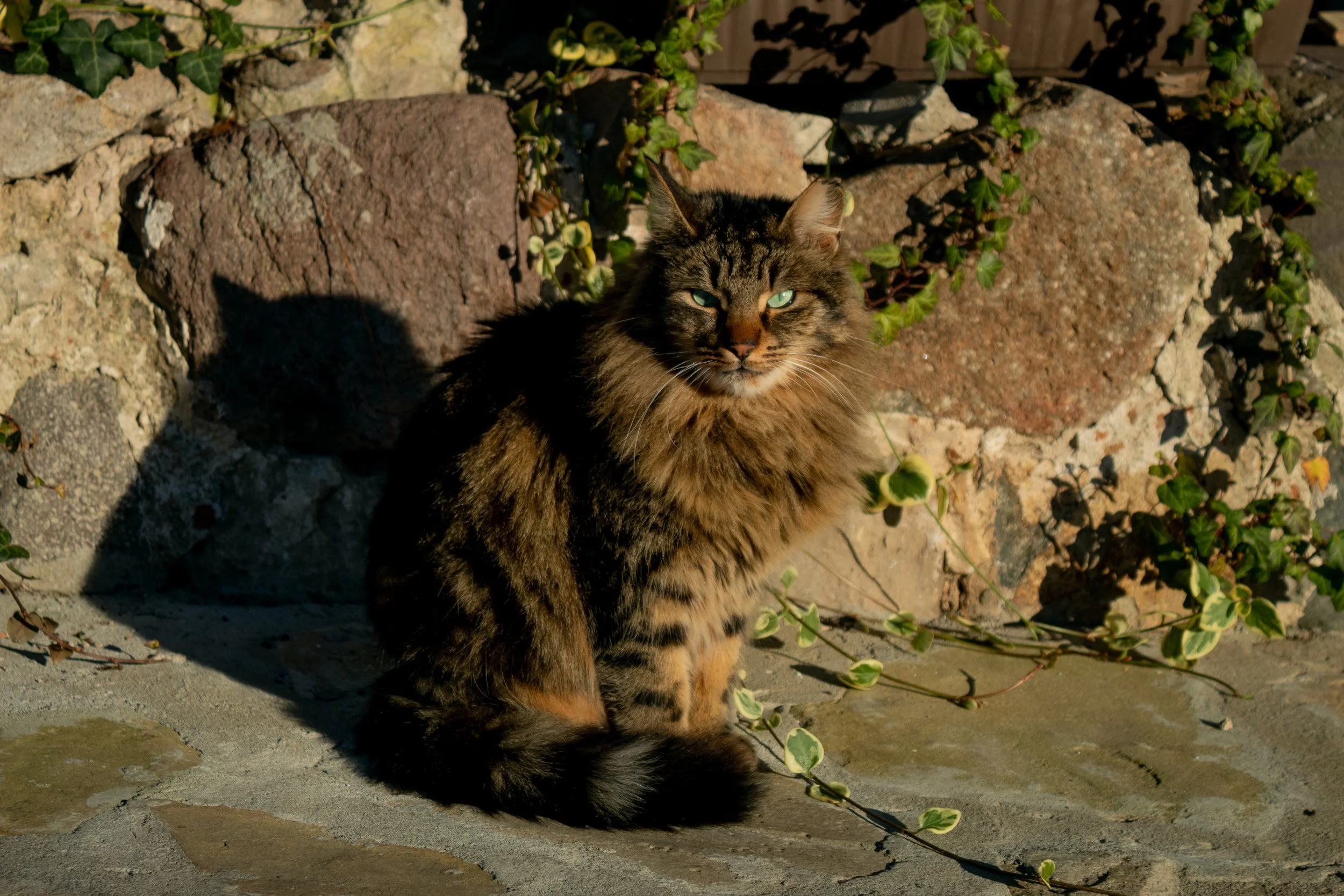 Photograph by Chaa Ustaoglu (87)