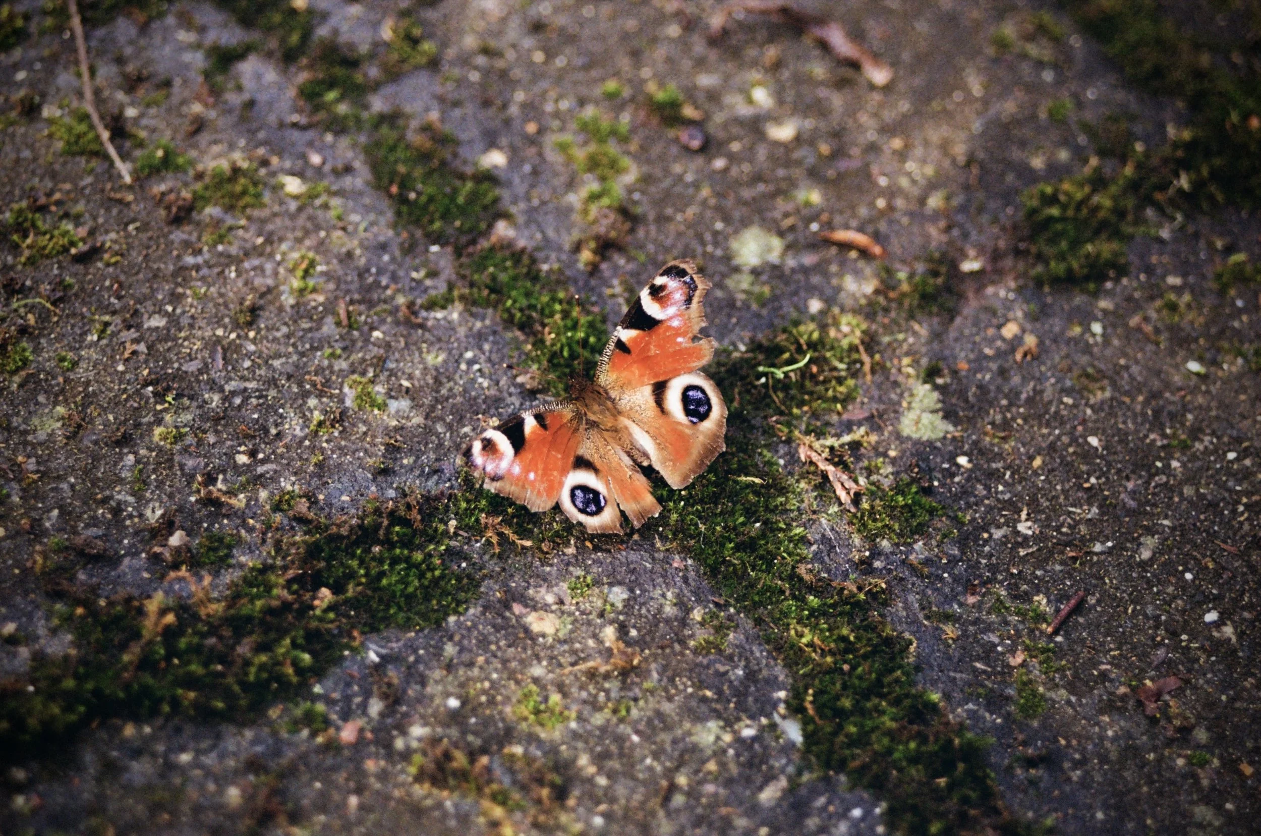 Photograph by Chaa Ustaoglu (88)